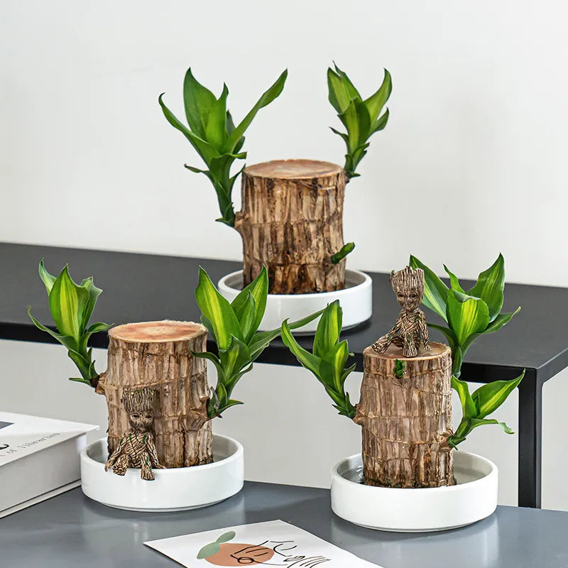 Lucky Brazil Wood Potted Plant  🔥 Last Day Sale - 50% Off🔥