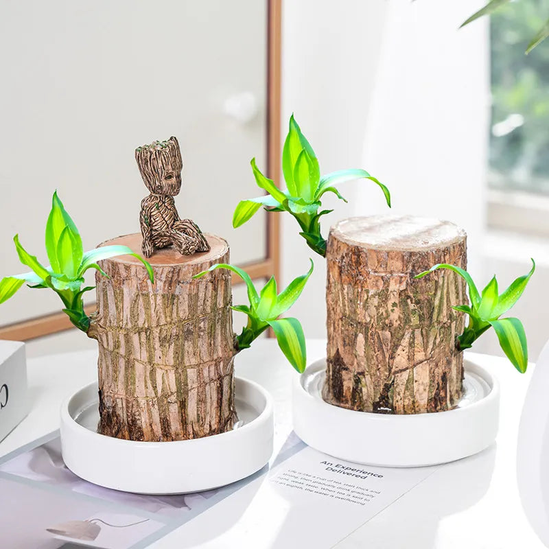 Lucky Brazil Wood Potted Plant  🔥 Last Day Sale - 50% Off🔥