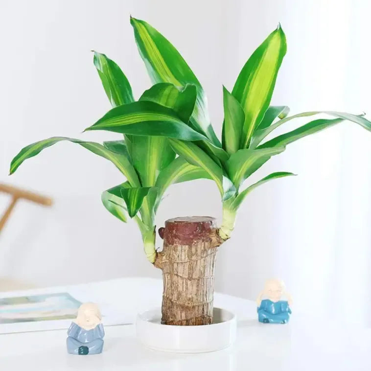 Lucky Brazil Wood Potted Plant  🔥 Last Day Sale - 50% Off🔥