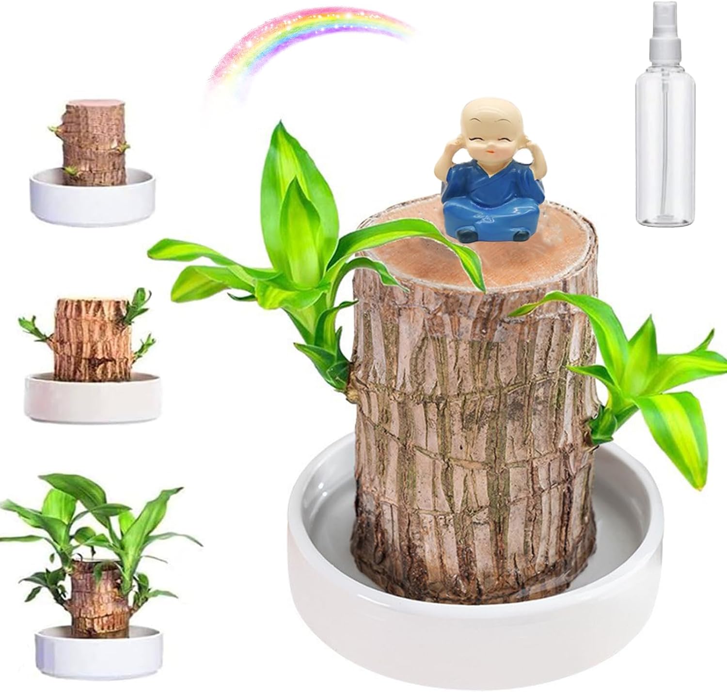 Lucky Brazil Wood Potted Plant  🔥 Last Day Sale - 50% Off🔥