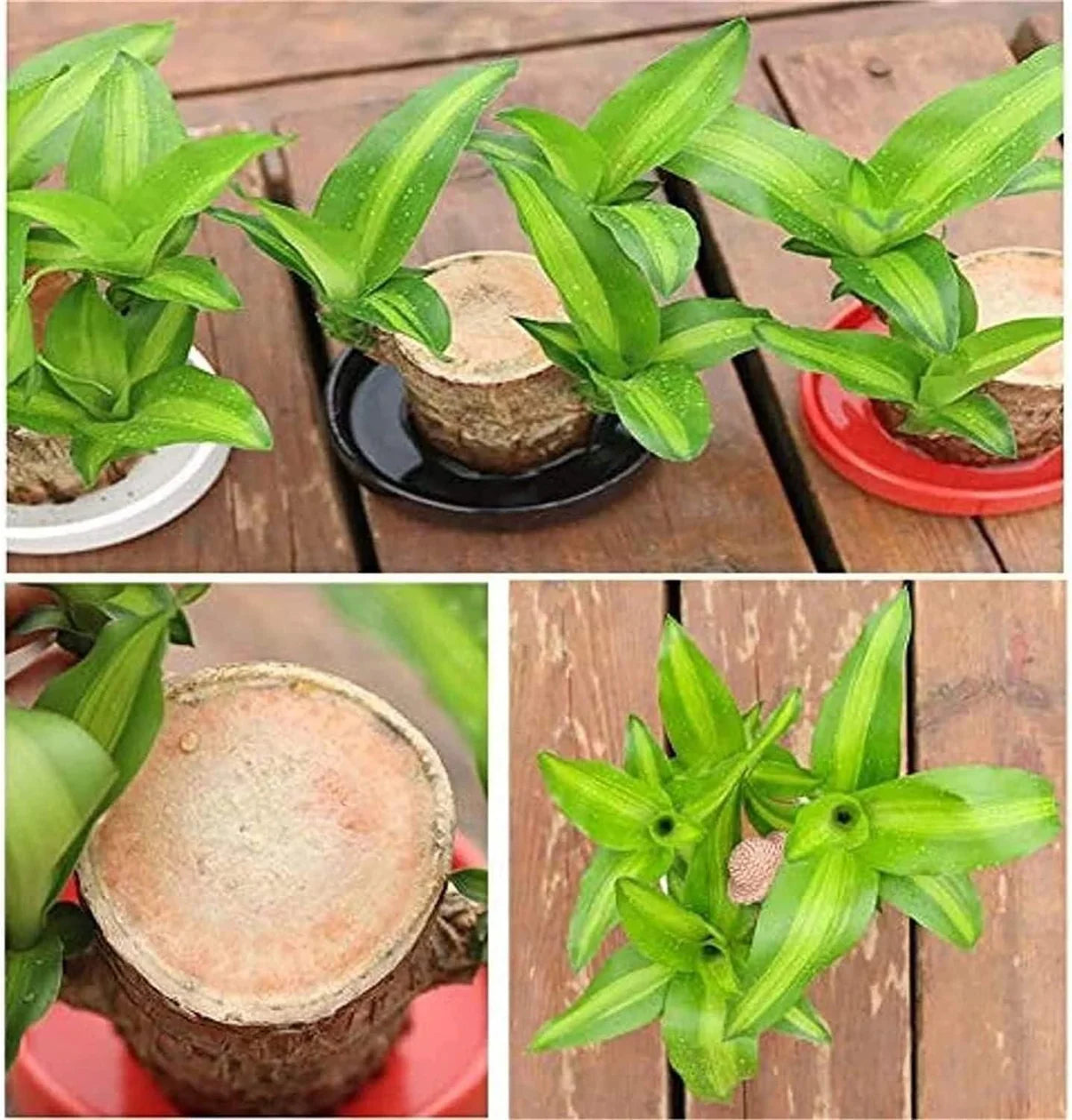 Lucky Brazil Wood Potted Plant  🔥 Last Day Sale - 50% Off🔥