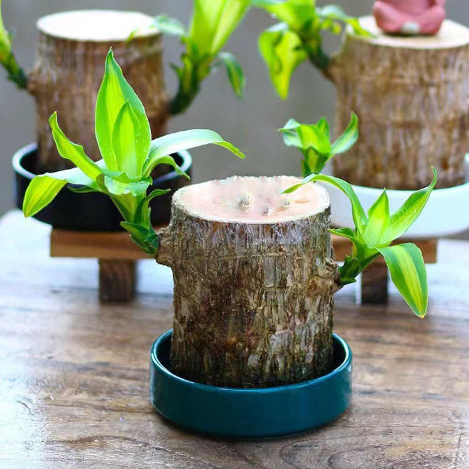 Lucky Brazil Wood Potted Plant  🔥 Last Day Sale - 50% Off🔥