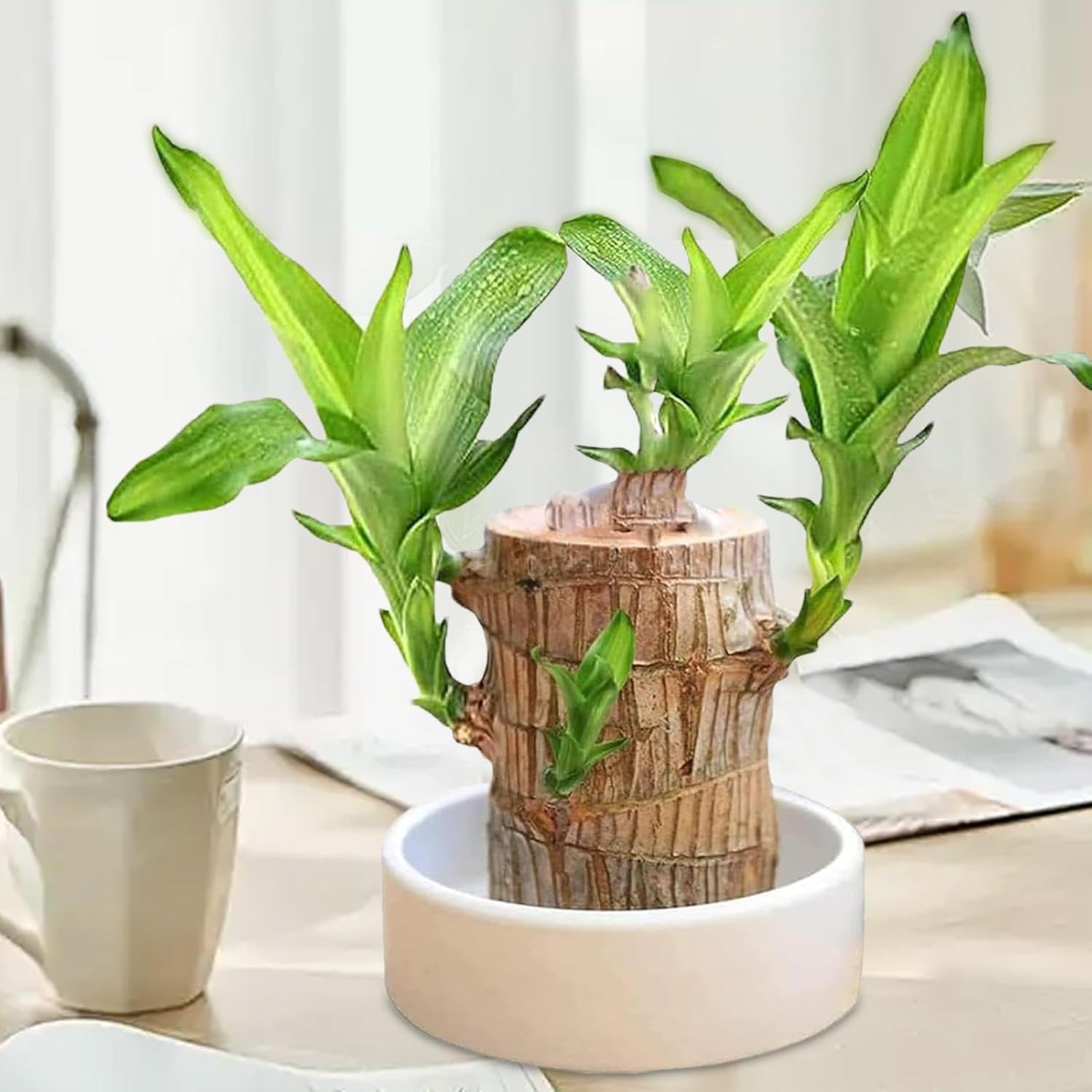 Lucky Brazil Wood Potted Plant  🔥 Last Day Sale - 50% Off🔥