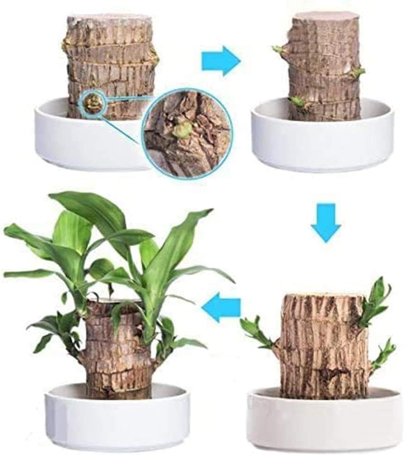 Lucky Brazil Wood Potted Plant  🔥 Last Day Sale - 50% Off🔥